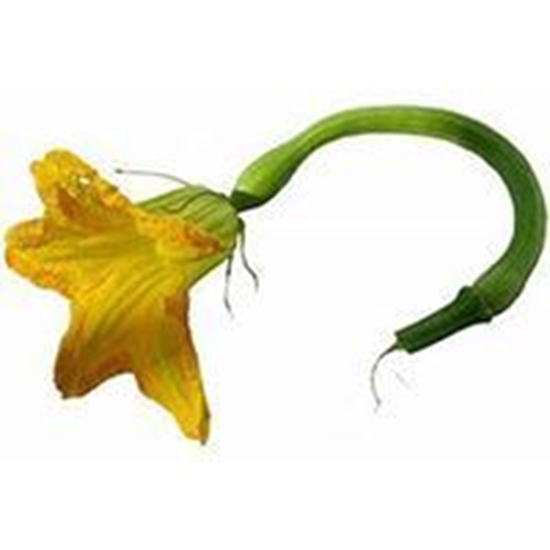 Zucca a Trombetta di Albenga