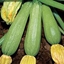 Zucchino screziato chiaro MELISSA