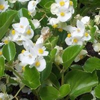Begonia Bianca DIVINA
