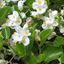 Begonia Bianca DIVINA