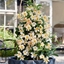 Immagine di Dipladenia CLASSIC Albicocca