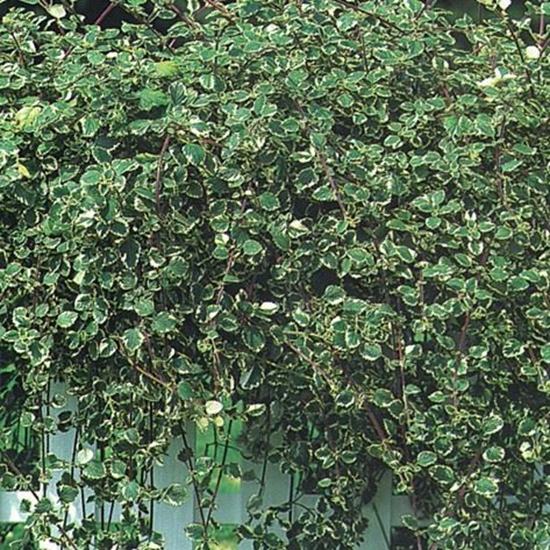 Immagine di Plectranthus (finto incenso)