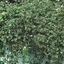 Immagine di Plectranthus (finto incenso)