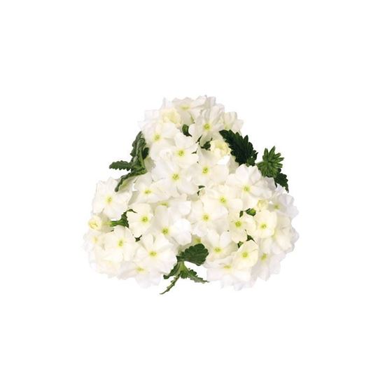 Immagine di Verbena MAJESTIC da Talea Bianca