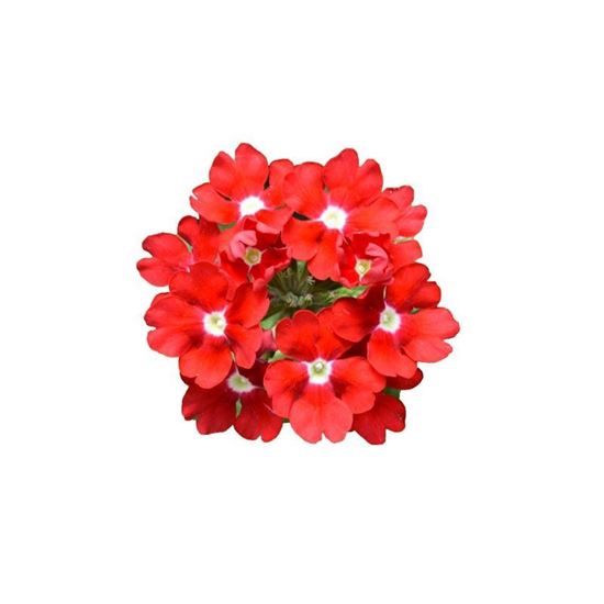 Immagine di Verbena MAJESTIC da Talea Rossa