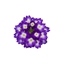 Immagine di Verbena MAJESTIC da Talea Violetto Blue