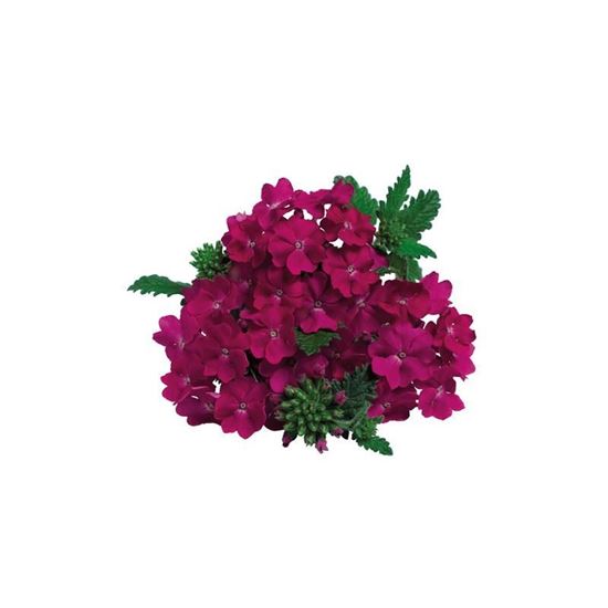 Immagine di Verbena MAJESTIC da talea Porpora