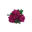 Immagine di Verbena MAJESTIC da talea Porpora