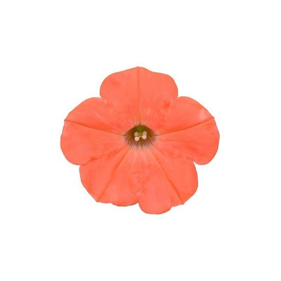 Immagine di Petunia Top-Tunia Arancio/Salmone