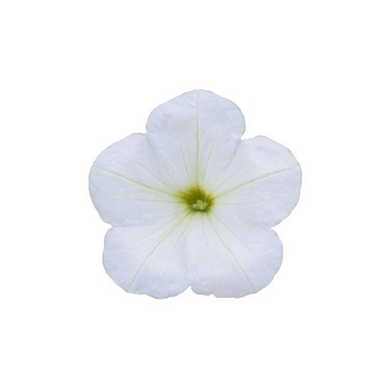 Immagine di Petunia Top-Tunia Bianca