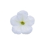 Immagine di Petunia Top-Tunia Bianca