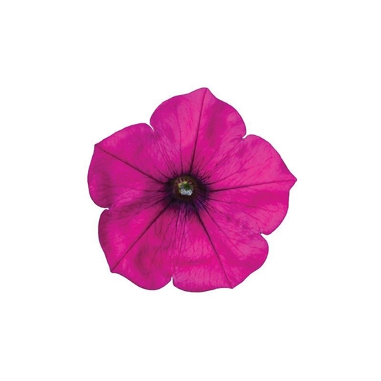 Immagine di Petunia Top-Tunia Purple