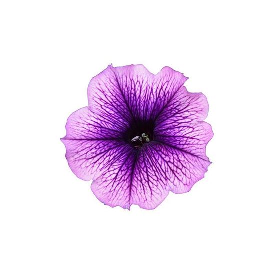 Immagine di Petunia Top-Tunia Lilac Vein