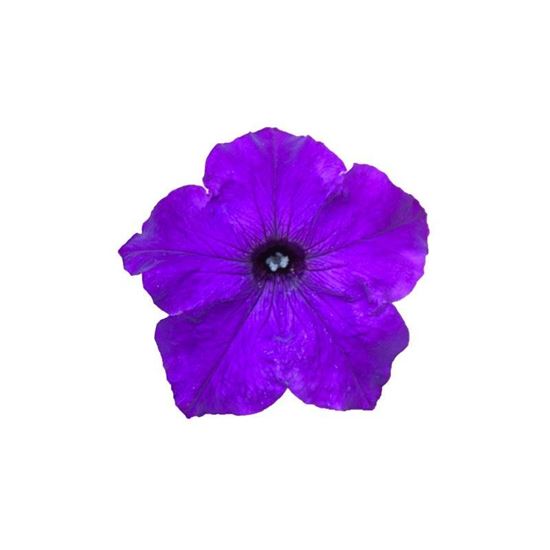 Immagine di Petunia Top-Tunia Blue
