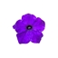 Immagine di Petunia Top-Tunia Blue