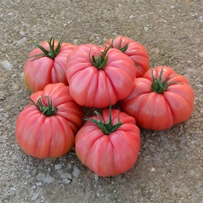 Immagine di Pomodoro Cuore di bue ROSALINDA