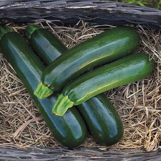 Immagine di Zucchino scuro DESERT