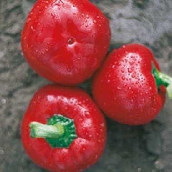 Immagine di Peperone Tondo Piatto Tpepo Rosso MATIZ