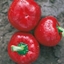 Immagine di Peperone Tondo Piatto Tpepo Rosso MATIZ
