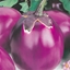 Immagine di Melanzana tonda viola BEATRICE