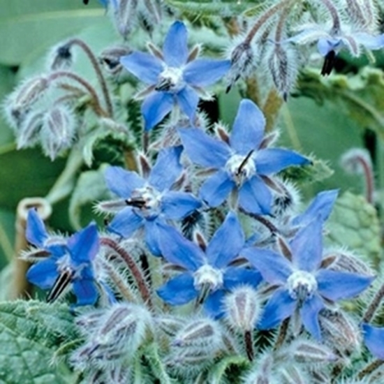Borragine 