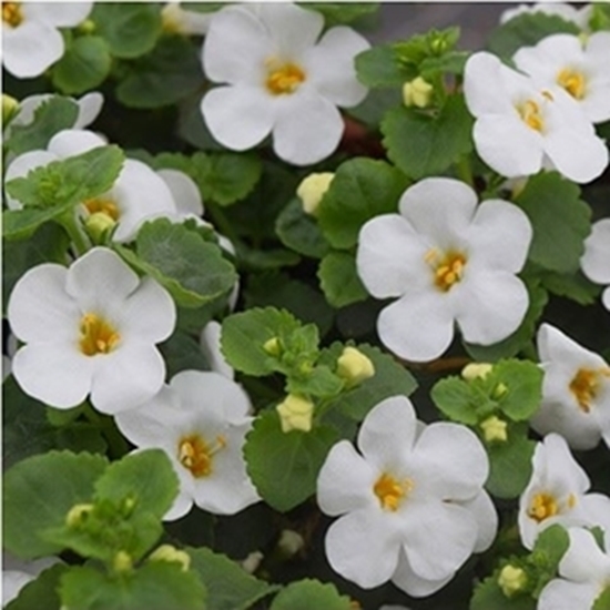 Bacopa 