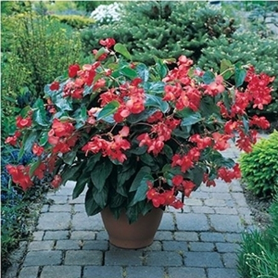 Vivai Serafini - Azienda vivaistica. Begonia da vaso Rossa Dragon Wing Red