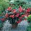 Begonia da vaso Rossa Dragon Wing Red