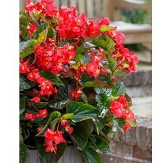 Begonia SENSY fiore rosso foglia verde