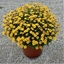 Bidens 