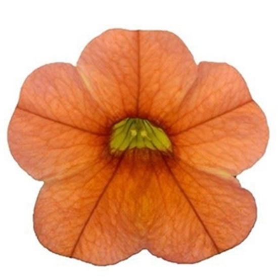 Calibrachoa JAMBO Arancio