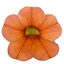 Calibrachoa JAMBO Arancio