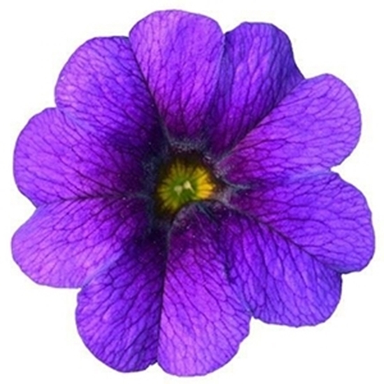 Calibrachoa JAMBO Deep Blu