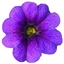 Calibrachoa JAMBO Deep Blu