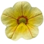 Calibrachoa JAMBO GOLD