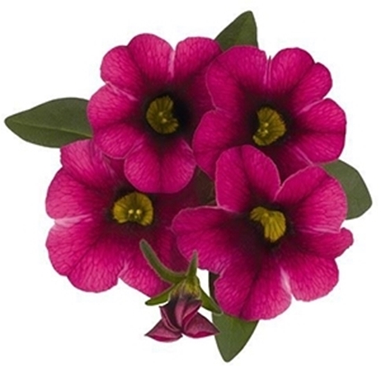 Calibrachoa JAMBO Neon