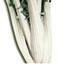Cardo Lungo Inerme Bianco