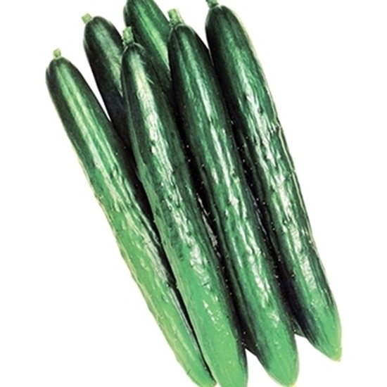 Cetriolo lungo tipo olandese GUSTOFF