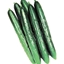 Cetriolo lungo tipo olandese GUSTOFF