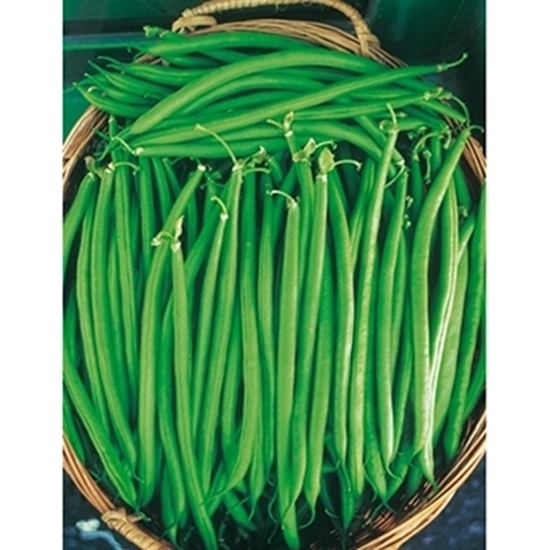 Fagiolino verde nano OR ARNO