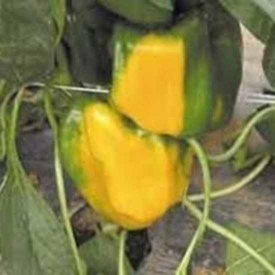 Peperone Quadrilobato tipo Asti Giallo FAVOLOR