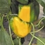 Peperone Quadrilobato tipo Asti Giallo FAVOLOR