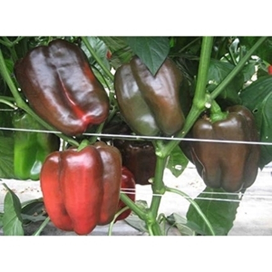 Peperone Quadrilobato tipo Asti Rosso GOTICO