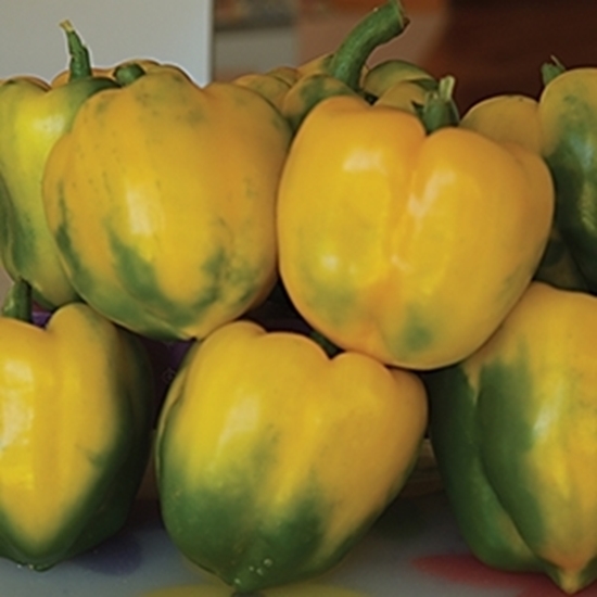 Peperone Tri-quadrilobato tipo Cuneo Giallo