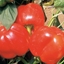 Peperone Tri-quadrilobato tipo Cuneo Rosso