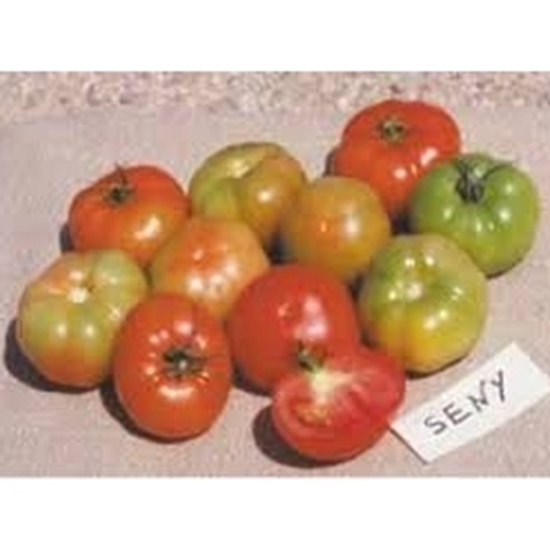 Pomodoro Insalataro Tondo Liscio SENY