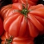 Pomodoro Cuore di Bue Costoluto