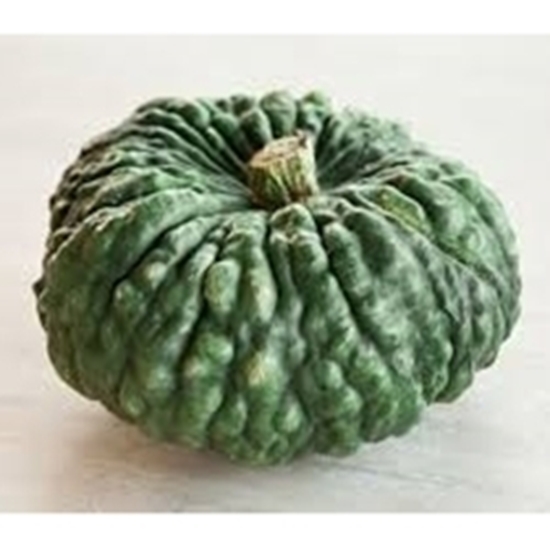 Zucca Bollosa tipo Marina di Chioggia