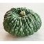 Zucca Bollosa tipo Marina di Chioggia