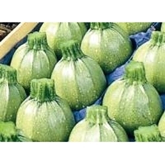 Zucchino tondo verde chiaro ICE BALL